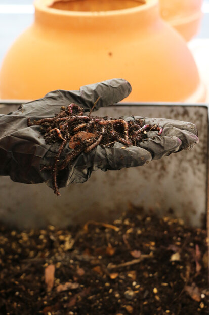 Kompostier-Erde eines Mini Kompostiers der Living Library an der HfG Karlsruhe