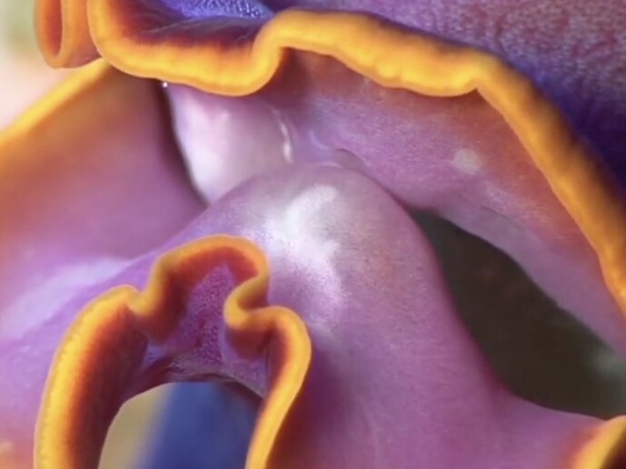 Anne Duk Hee, JordanZiggy and the Starfish (film still), 2016