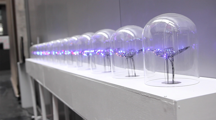 Fangchao Bi, Butterfly plan