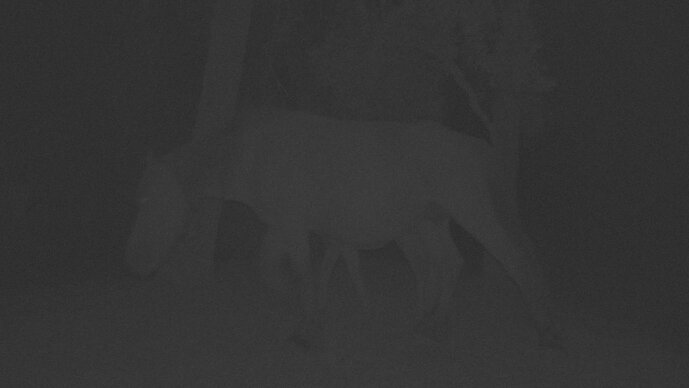 (dark Horses) Picture by Óscar Holloway for "sabaiza(ezprogui)", a residency curated by ezprogui