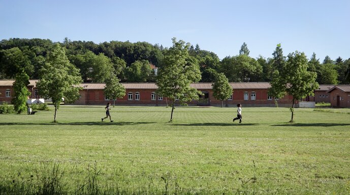 Trees in Formation
